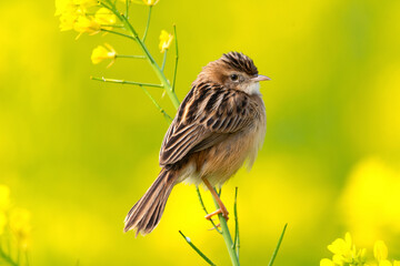The zitting cisticola or streaked fantail warbler roosting on a branch of a mustard plant