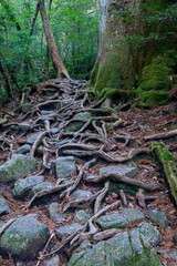 Jomon-sugi Cedar Trail, Yakushima Island, Japan