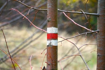 Oznaczenie szlaku namalowane na drzewie. Czerwony szlak wskazuje drogę dla pieszych wędrujących po lesie. - obrazy, fototapety, plakaty