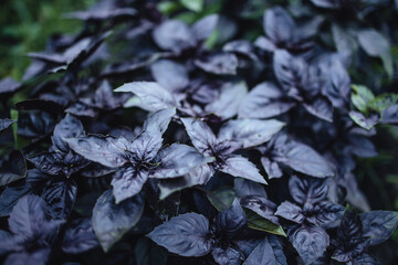 delicious and healthy purple basil, basil harvest in the beds