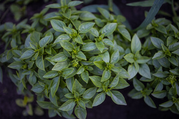 tasty and healthy green basil, basil harvest in the beds