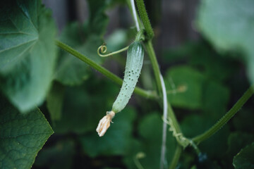 small cucumber hanging on a bush, harvest