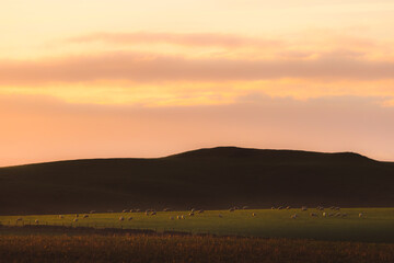A field of grazing sheep at sunrise or sunset in the rural rolling countryside and farmland of East Neuk, Fife, Scotland, UK.