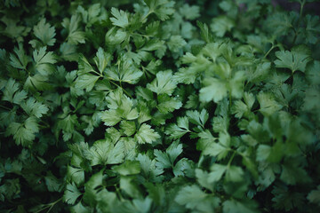 tasty and healthy green parsley, parsley harvest on the beds