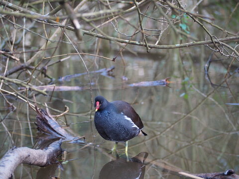 Pocha de agua en pantano