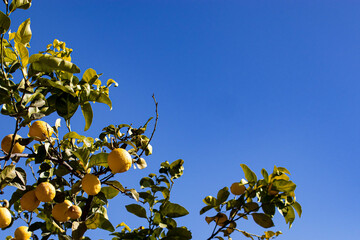 A lemon tree with blue sky in summer