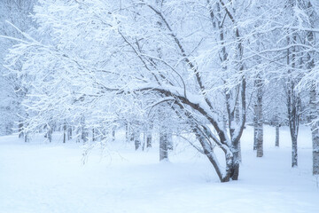 Frost on the trees.Very cold weather on the face of the city.