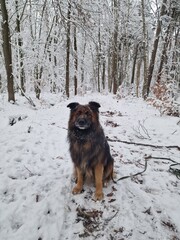 german shepherd dog