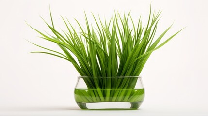 Against a firm white background, Imperata cylindrica is showcased, highlighting its lively green color in this product photo.