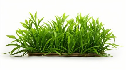 The product photo accentuates Imperata cylindrica against a solid white background, bringing out its vibrant green hue.