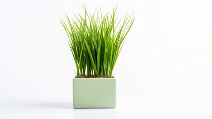 Displayed against a solid white backdrop, Imperata cylindrica stands out, showcasing its vibrant green shade in this product image.