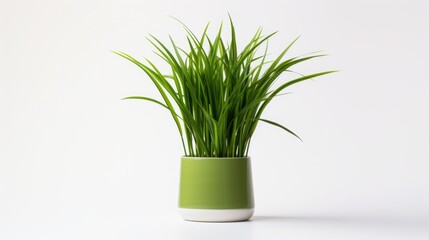 Imperata cylindrica is presented in this product photo against a firm white background, highlighting its striking green color.