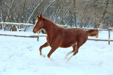 Chestnut race horse runs gallop in winter farm