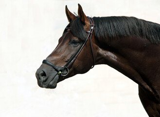 The  thoroughbred racing black horse in light background
