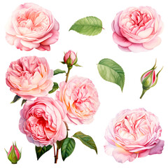 Set of beautiful English roses, watercolor painting floral isolated on white background. Cut out PNG illustration on transparent background.