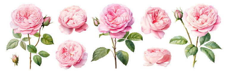 Set of beautiful English roses, watercolor painting floral isolated on white background. Cut out PNG illustration on transparent background.