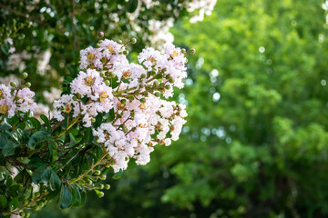 Light pink flowers of Lagerstroemia Indica. Commonly called Jupiter tree.