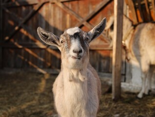 young goat on the farm