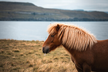 portrait of a blonde red horse by atlantic ocean with mountains view