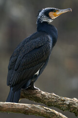 Kormoran von der Seite sitzt auf einem Aststumpf