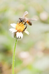 A bee is collecting the honey. Cute bee in the garden or flower garden.