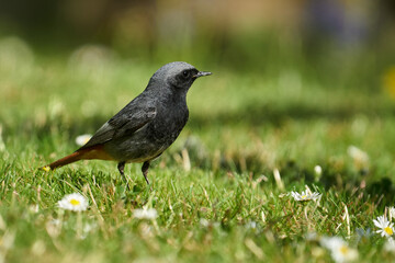 Fototapeta premium Männlicher Hausrotschwanz auf der Futtersuche auf einer blühenden Frühlingswiese
