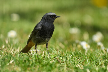 Obraz premium Männlicher Hausrotschwanz auf der Futtersuche auf einer blühenden Frühlingswiese