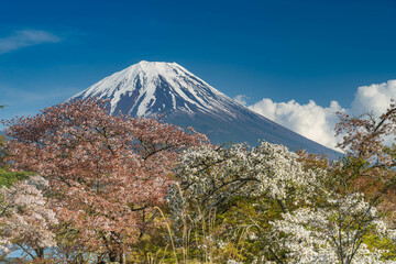 cherry blossoms (Sakura) with Mount Fuji in background in spring, Yamanashi, Japan - 709144996