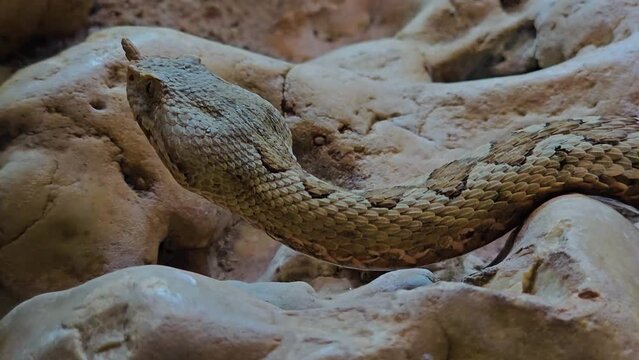 close up view of a desert horn pit viper crawling around