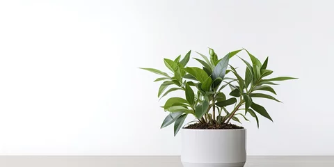 Fototapeten Houseplants in flower pot, white background. © Sona