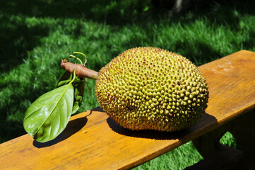 Jakfruit (In Brazil the name is Jaca) tecnical neme:(Artocarpus heterophyllus), Much appreciated in...