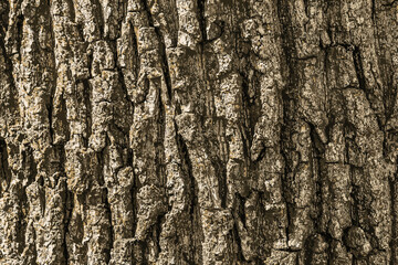 Obraz premium Illustration of Acer tataricum bark texture or background.