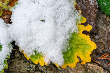 gefrorene Blätter im Schnee