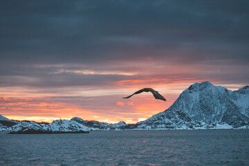 sunset over the sea and the mountains in norway with an eagle flying
