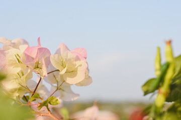 bougainvillea blooming in the background flower background