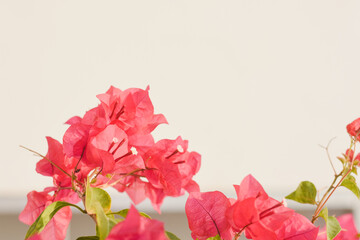 bougainvillea blooming in the background flower background