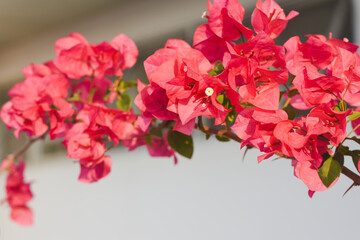 bougainvillea blooming in the background flower background
