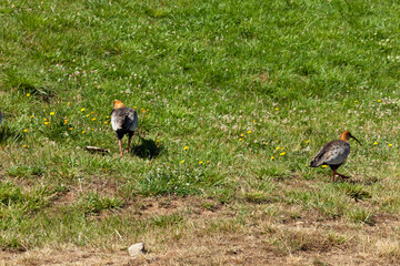 Ducks on grass vegetation quiet place summer season wild birds nice birds quiet birds