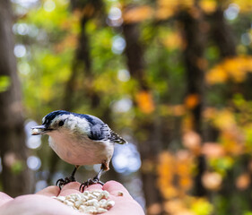 Close-up of a human hand feeding safflower seeds to a white breasted nuthatch in the forest on a...
