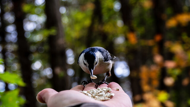 Close-up of a human hand feeding safflower seeds to a white breasted nuthatch in the forest on a warm autumn day in October.