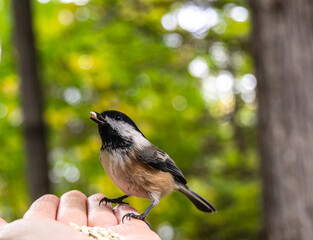 Close-up of a human hand feeding safflower seeds to a black-capped chickadee in the forest on a warm autumn day in October.