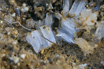 早朝の土に出来た小さな霜柱