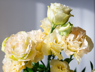 Delicate flowers of yellow eustoma on a gray background, close-up