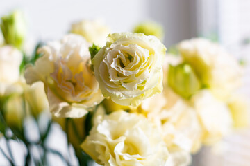 Beautiful eustoma, focus on the flower, background for congratulations