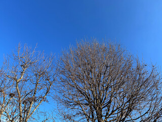 Leafless tree branches in winter on blue sky, copy space.