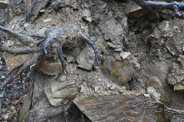 Schlamm, Geröll und Baumwurzeln an einem regennassen Abhang, Detailaufnahme