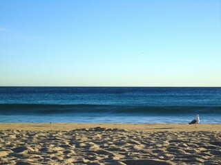 beach and bird