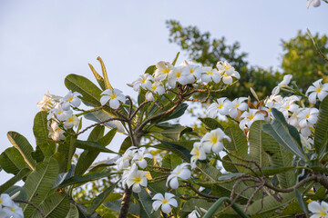Frangipani flowers of blue sky