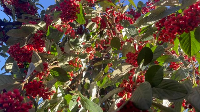 Cotoneaster Watereri Tree - Abundant Red Berries on a sunny day and slight wind natural background