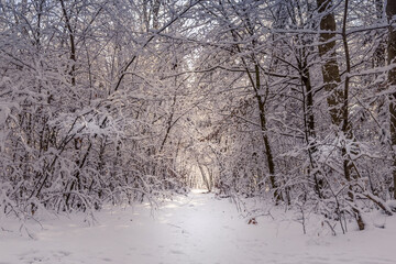 Snow covered hiking path through a forest in Bavaria on a sunny winter day